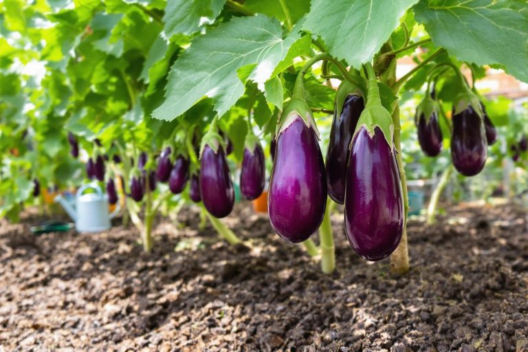 J’ai semé mes aubergines comme ça (et mes plants sont plus vigoureux que jamais).jpg