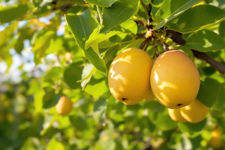 Je ne récolte plus ce fruit en été : il est bien meilleur en septembre (la raison est folle).jpg
