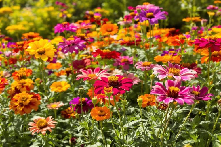 Je sème aujourd’hui ces fleurs anti-canicule pour un automne flamboyant.jpg