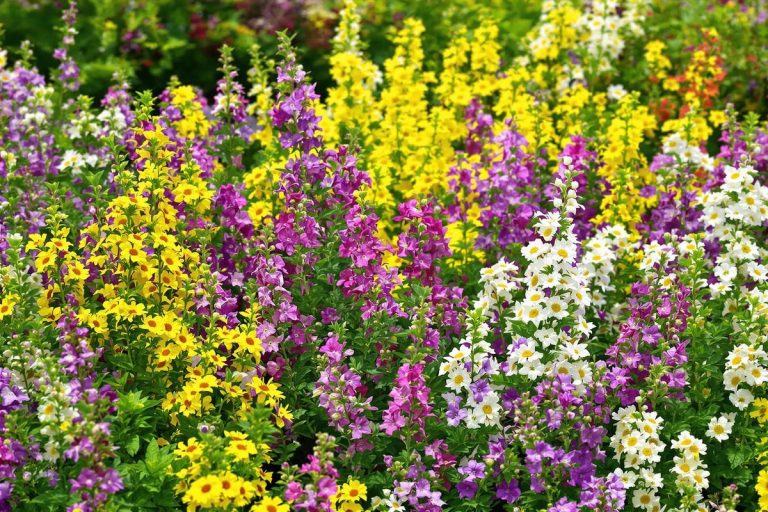 La fleur incassable qui refleurit seule chaque année : le rêve (surprenant) des jardiniers.jpg