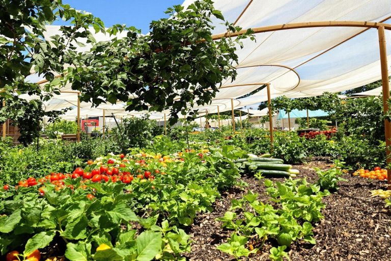 La méthode la plus surprenante que j’utilise pour garder mes légumes frais malgré la canicule.jpg