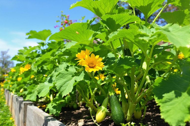 L’erreur que j’ai arrêtée de faire : pourquoi je supprime mes fleurs de courgettes.jpg
