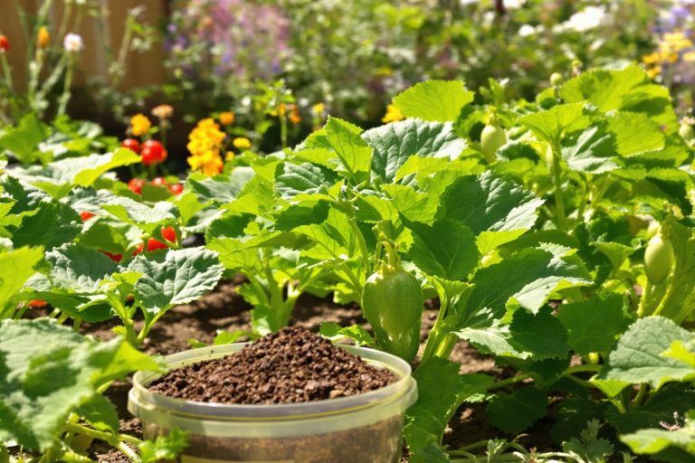Marc de café et courgettes : mythe ou miracle ? Découvrez la vérité !.jpg