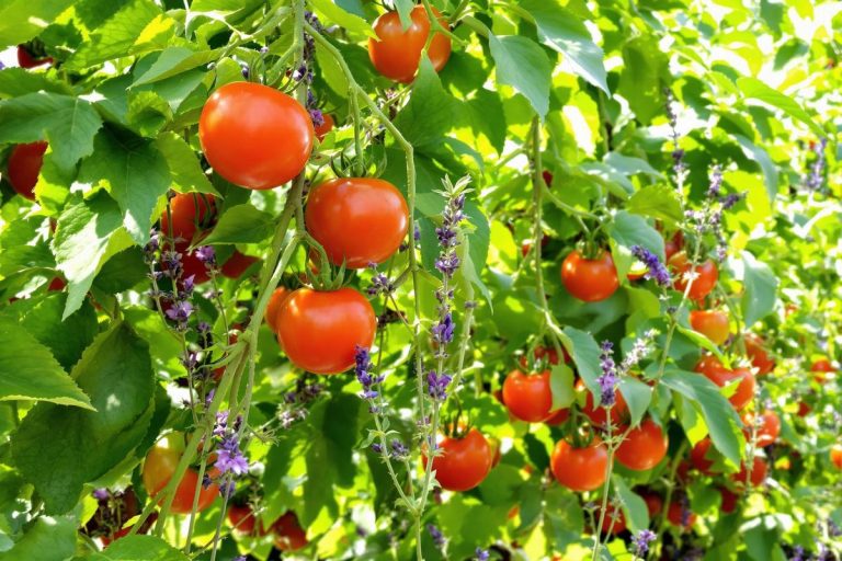 Mes tomates n’attirent plus les fourmis depuis que j’utilise ces méthodes 100 % naturelles.jpg