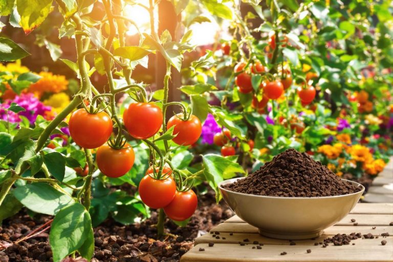 Ne jetez plus votre marc de café : vos tomates n’ont jamais autant fleuri (test perso).jpg