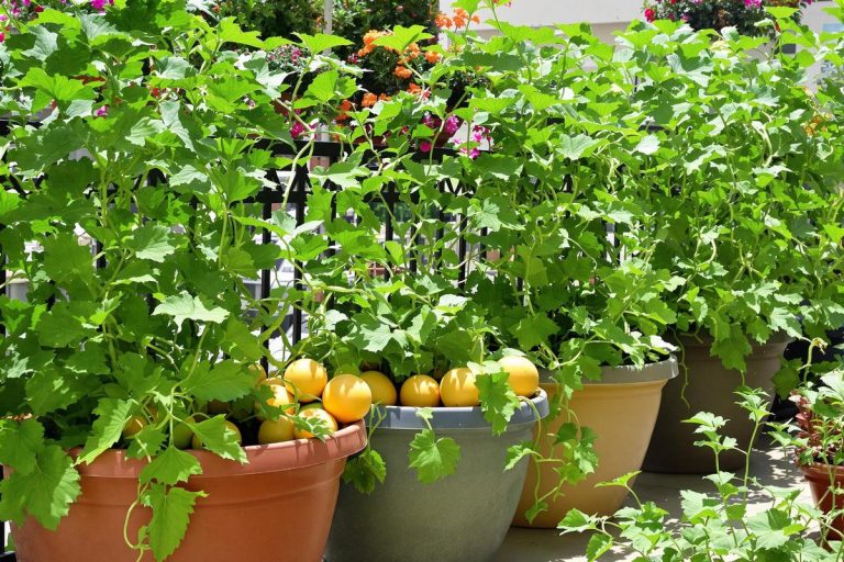 Oui, on peut faire pousser des melons en pot : voici mes astuces testées sur mon balcon.jpg