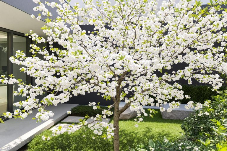 Pourquoi j’ai choisi l’arbre fruitier le plus surprenant pour des récoltes incroyables sans effort ?.jpg