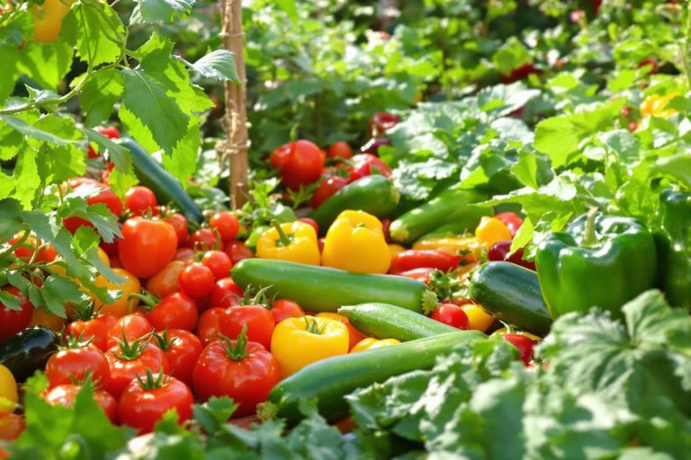 Puissant : Ce geste oublié a multiplié mes récoltes de fruits et légumes ; je l’ai fait dès maintenant !.jpg