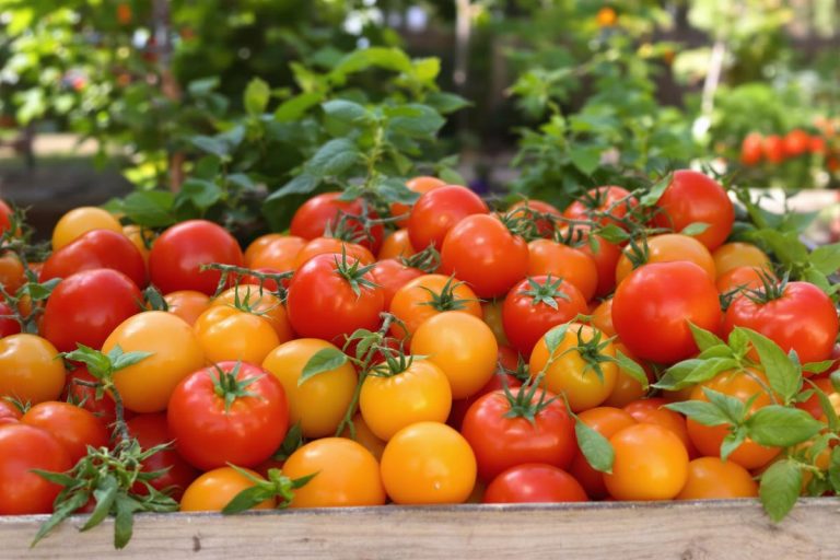 Que faire avec une grosse récolte de tomates ? 5 idées de recettes à congeler.jpg