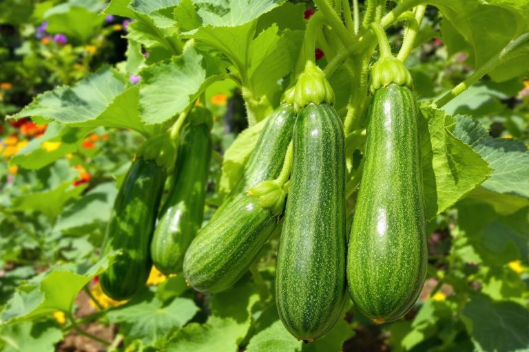 Récolte tardive ? Ce geste simple en été pour des courgettes savoureuses malgré la sécheresse !.jpg