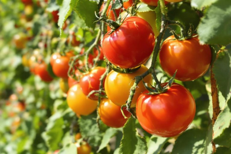 Tomates fendillées, dures ou sans goût ? Voici pourquoi… et comment y remédier.jpg