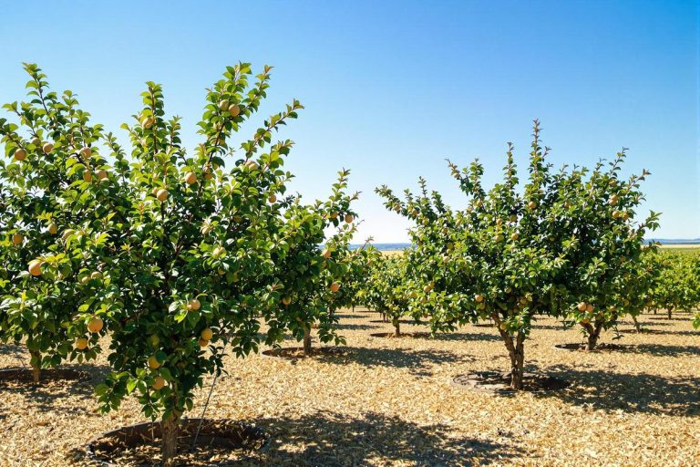 Verger en été : mes techniques pour garder mes arbres en pleine forme malgré la sécheresse.jpg
