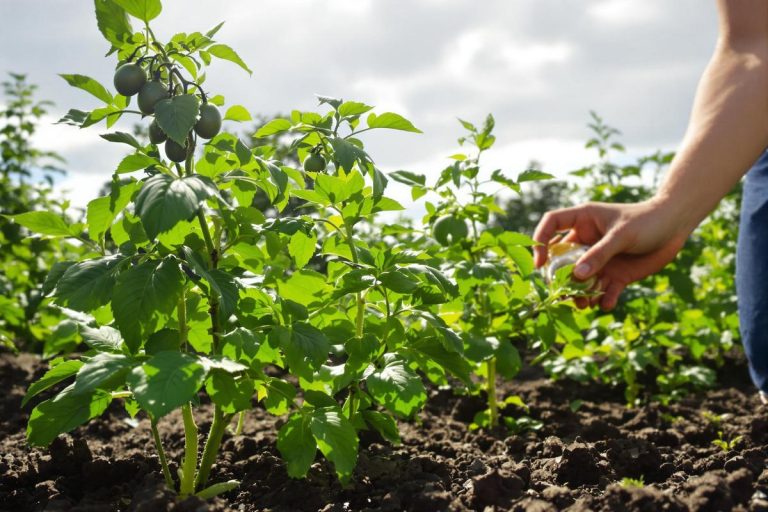 Voici comment j’ai sauvé mes plants après un orage grâce à cette méthode anti-mildiou.jpg