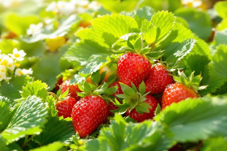 Ce que j’ai découvert sur l’histoire de la fraise m’a fasciné (et donné envie d’en planter plus).jpg