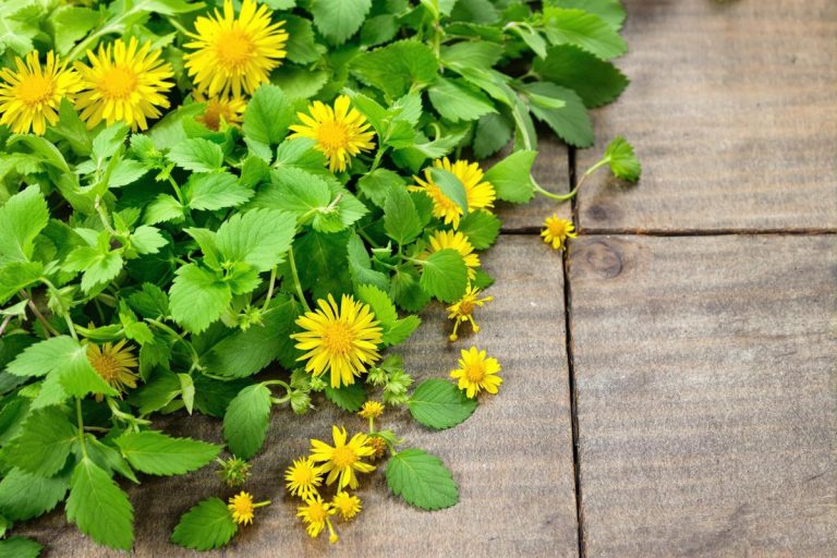 Ces mauvaises herbes que je cuisine maintenant chaque semaine.jpg