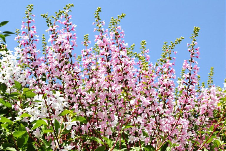 Cette vivace incroyable fleurit presque toute l’année sans entretien.jpg