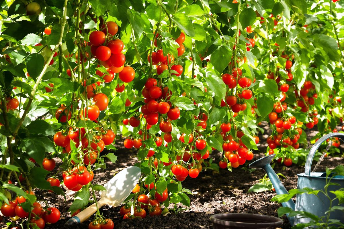 Comment j’ai obtenu des tomates vraiment goûteuses au potager.jpg