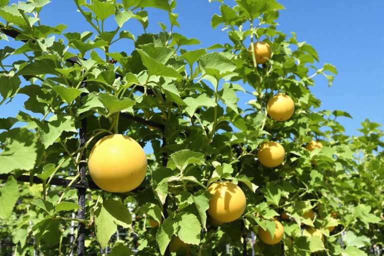 Comment je cultive mes melons sucrés même dans un petit jardin.jpg