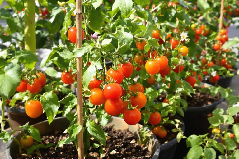 Comment je fais pousser des tomates cerises ultra sucrées sur mon balcon.jpg