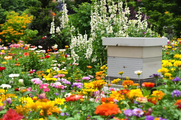 Comment je protège mon jardin et mes ruches des frelons asiatiques.jpg
