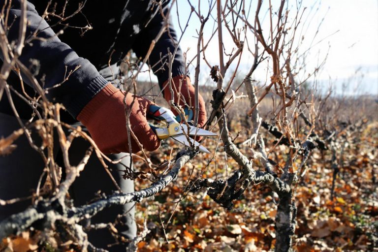 Comment je taille mes vignes pour une récolte plus sucrée et plus abondante.jpg