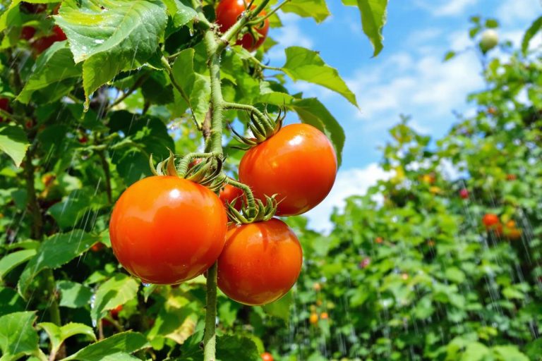 Comment j’empêche mes tomates d’éclater après un orage (méthode simple).jpg