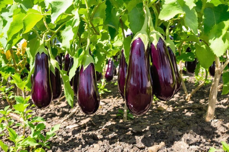 Comment j’obtiens des aubergines tendres et sans amertume (même en plein soleil).jpg