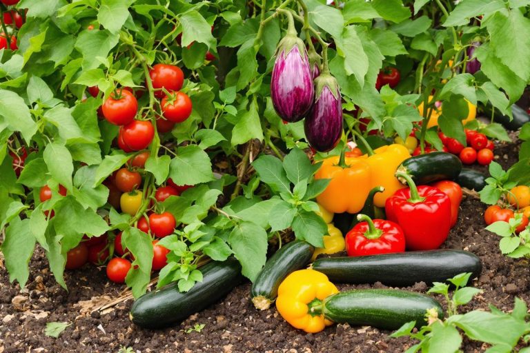 Comment réussir une belle récolte des légumes parfaits pour la ratatouille.jpg