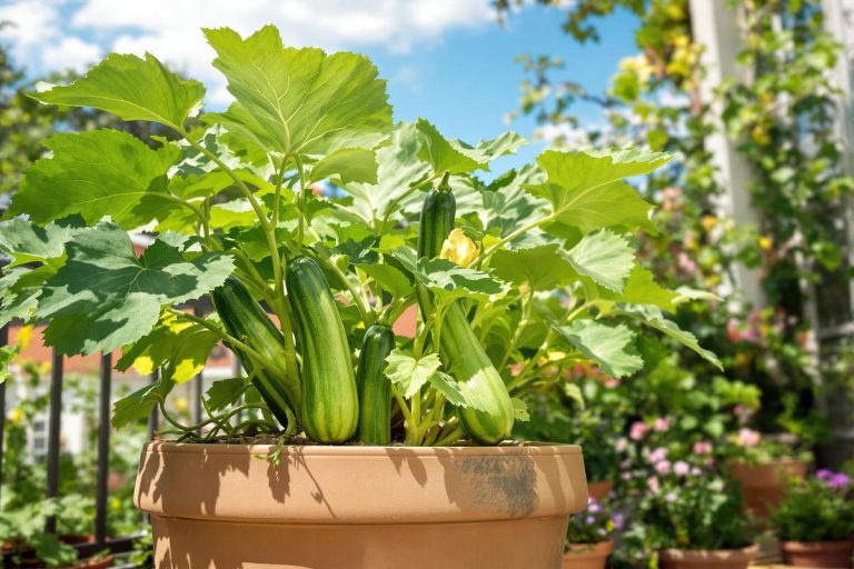 J’ai découvert LA méthode (simple et redoutable) pour cultiver des courgettes même en pot.jpg