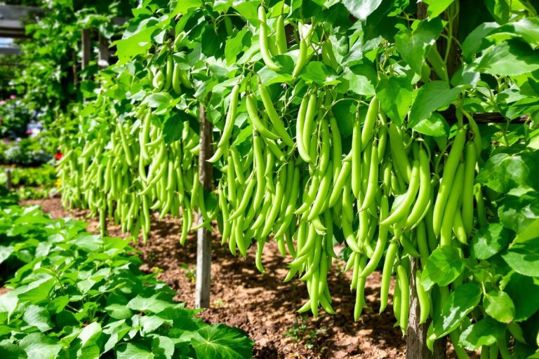 J’ai enfin réussi une récolte abondante de haricots verts (voici mes astuces).jpg