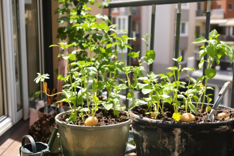 J’ai tenté la culture de pommes de terre sur mon balcon : voici les résultats (et mes erreurs).jpg
