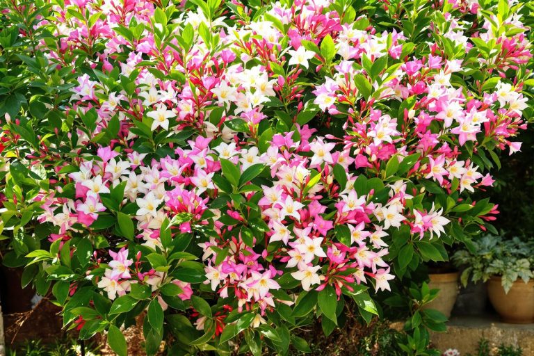 Lauriers-roses géants : les 3 secrets naturels qui boostent vraiment leur floraison.jpg