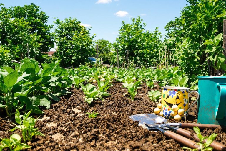 Les gestes que je fais fin août pour préparer mon potager de septembre.jpg