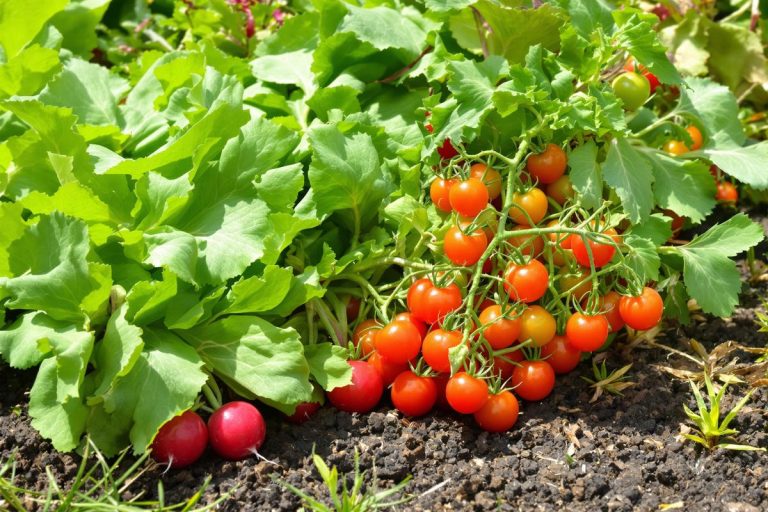 Les légumes faciles que j’ai cultivés au potager sans effort.jpg