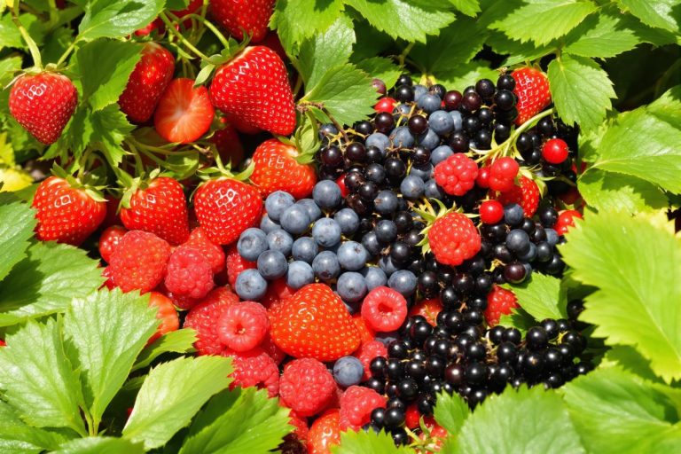 Les petits fruits que je cultive pour avoir des desserts maison toute l’année.jpg