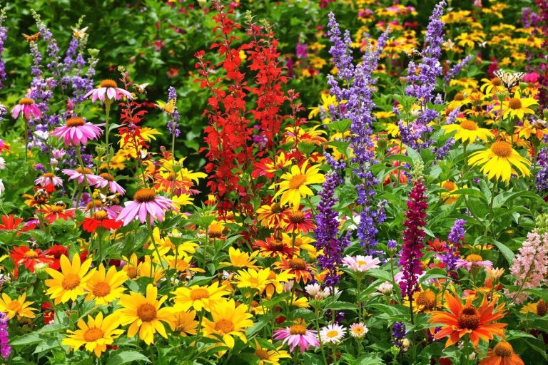 Les plantes vivaces qui attirent tous les pollinisateurs chez moi.jpg