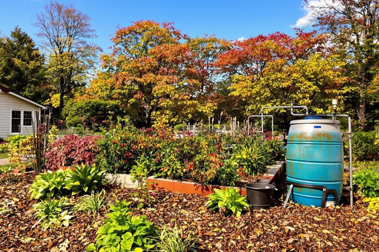 Mes astuces de grand-mère pour économiser l’eau et protéger mes plantes avant l’automne.jpg