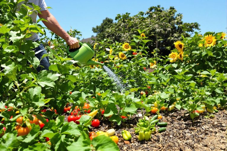 Mes astuces imparables pour arroser le potager en pleine canicule.jpg