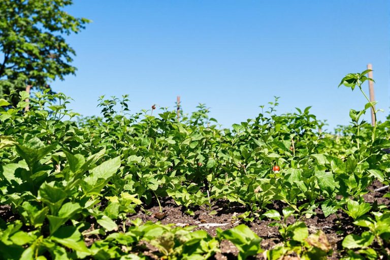 Mes astuces pour arroser le potager efficacement en pleine canicule.jpg
