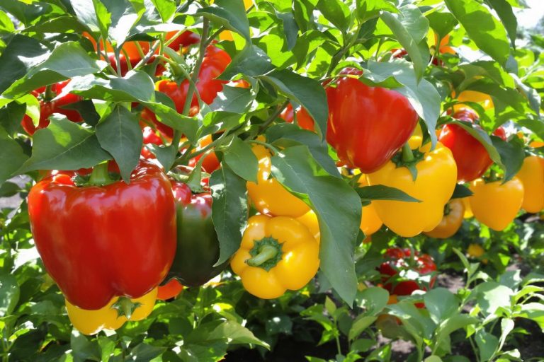 Mon secret pour avoir des poivrons géants et ultra sucrés au jardin.jpg