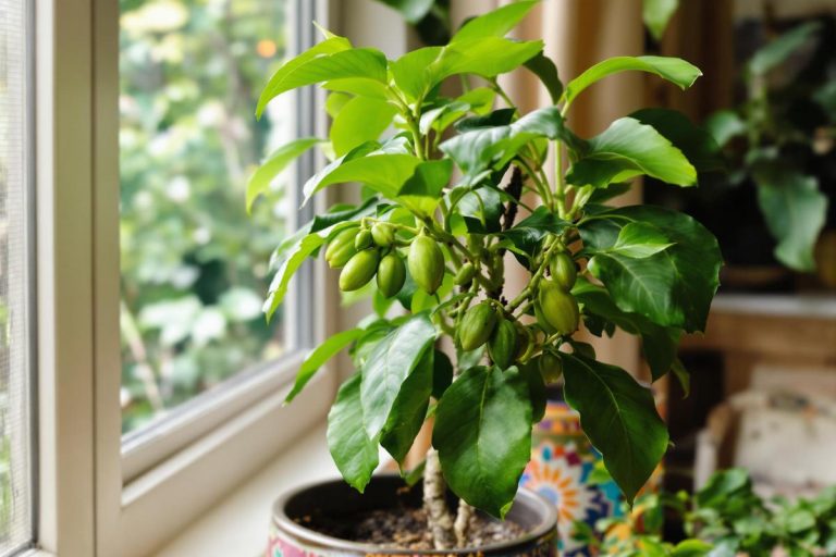 Peut-on vraiment faire pousser un cacaoyer chez soi ? Voici mon expérience.jpg