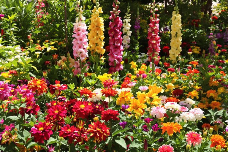 Plantez-les maintenant : ces bulbes offrent un jardin coloré jusqu’à la fin de l’été.jpg