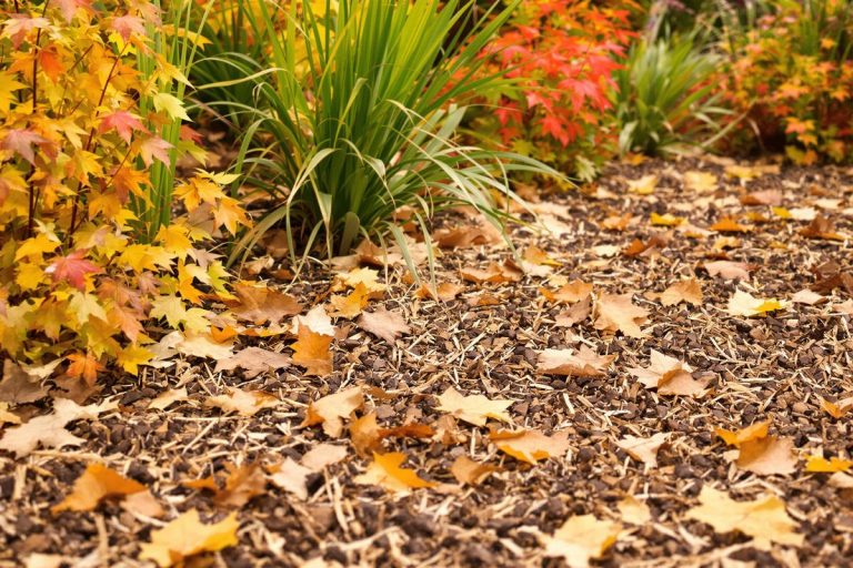 Pourquoi je mets toujours en place un paillage avant l’automne.jpg