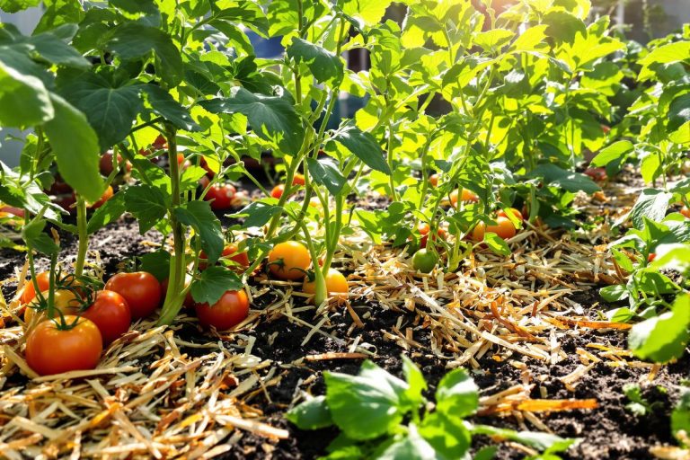 Pourquoi j’utilise le paillage au potager (et ce que ça change).jpg