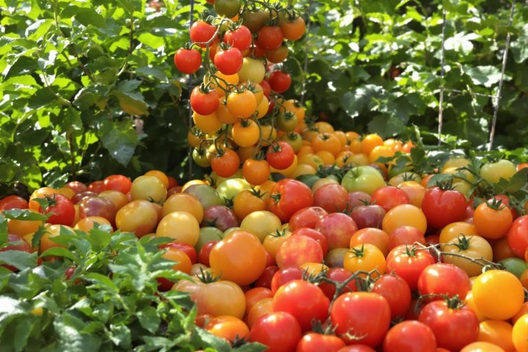 Tomate ancienne ou hybride ? Voici ce que j’ai compris après plusieurs récoltes.jpg