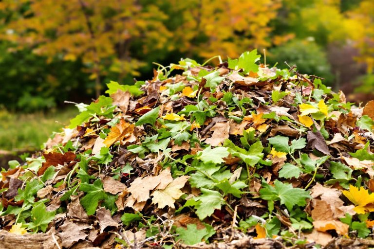 Compost en septembre : les 3 erreurs que grand-père m’a appris à éviter.jpg